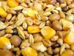 Bird Series Shop -Bird Series Shop 2527