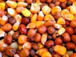 Bird Series Shop -Bird Series Shop 5486