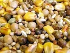 Bird Series Shop -Bird Series Shop 5487