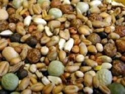 Bird Series Shop -Bird Series Shop 5491