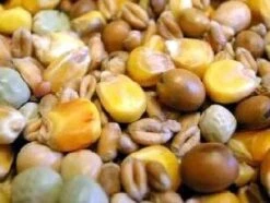 Willsbridge Pigeon Maintenance Mix 20kg -Bird Series Shop 5494