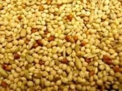 Bird Series Shop -Bird Series Shop 6395