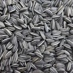 Bucktons Medium Sunflowers 12.75kg