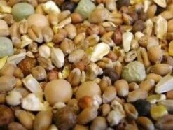 Bird Series Shop -Bird Series Shop 744