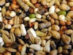 Bird Series Shop -Bird Series Shop 754