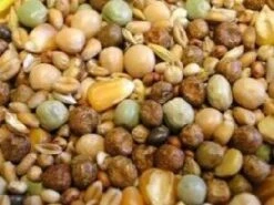 Bird Series Shop -Bird Series Shop 843