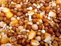 Bird Series Shop -Bird Series Shop 9697