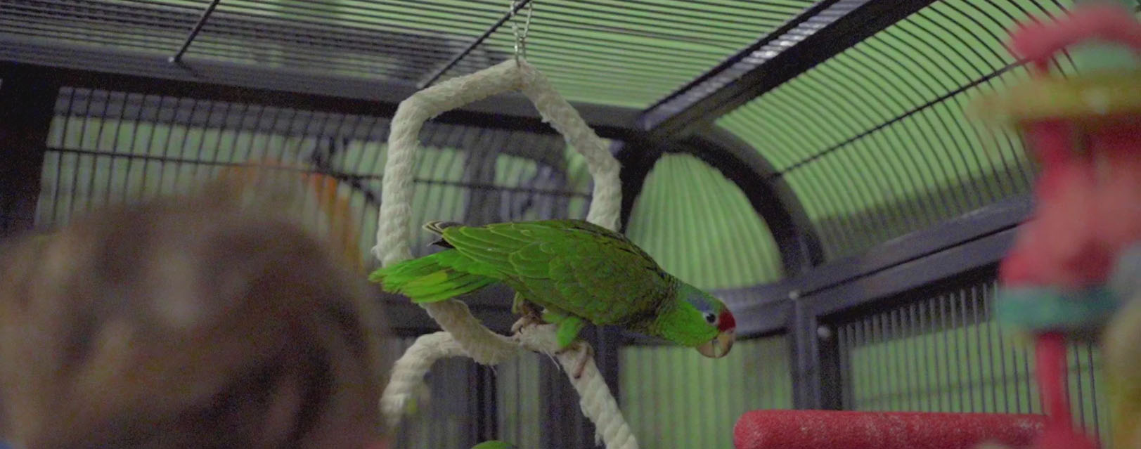 Bird Series Shop -Bird Series Shop JH